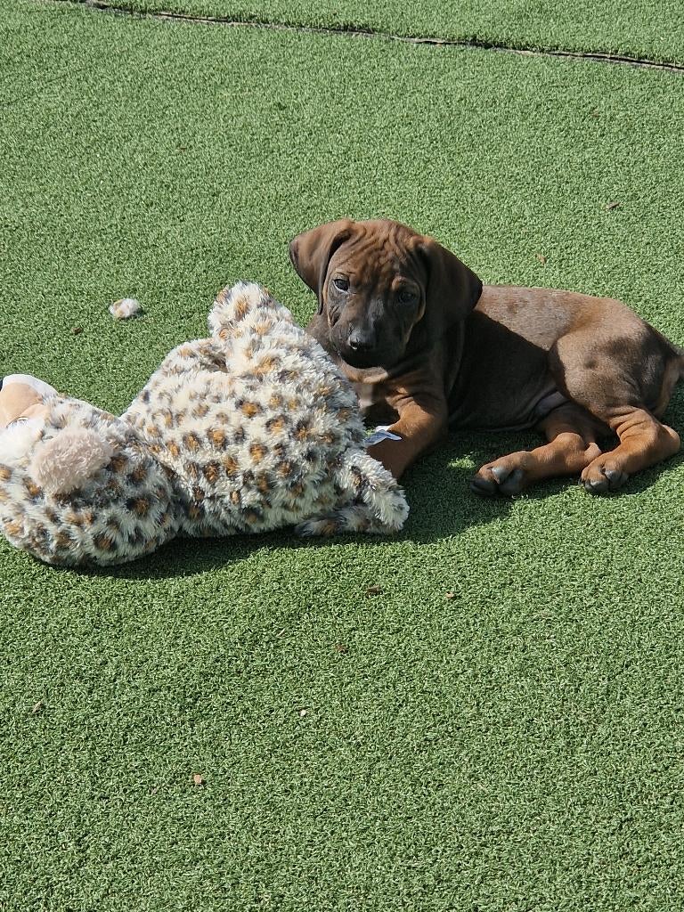 2 pups lieve mooie Rhodesian ridgeback reutjes, Parvo, 8 tot 15 weken, Meerdere, Nederland