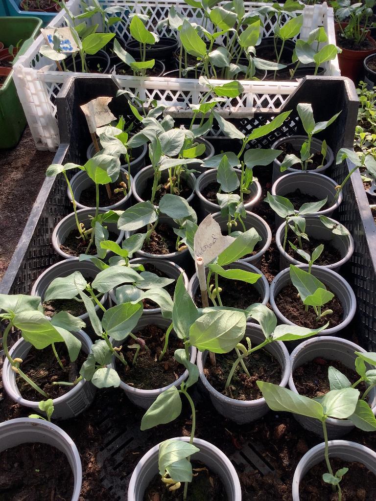 Kousenband plantjes 1,25 per pot, Ophalen of Verzenden, Eenjarig, Groenteplanten, Volle zon