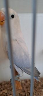 Agapornis Ficheri  Dilute Opaline Blauw ,Dilute Blauw, Meerdere dieren, Dwergpapegaai of Agapornis