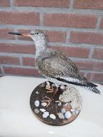 Prachtige nieuw opgezette zeldzame tureluur, Verzenden, Nieuw, Vogel, Opgezet dier