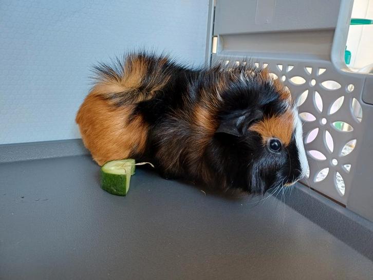 prachtige jonge borstel cavia 3 kleur, Dieren en Toebehoren, Knaagdieren, Mannelijk, Cavia, Februari