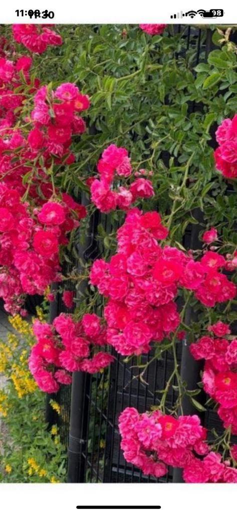 Klim Rooz €5, Tuin en Terras, Planten | Tuinplanten, Ophalen of Verzenden, Overige soorten, Volle zon