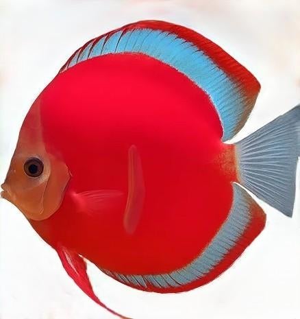Red Cover Blue Rim Discus - Koidream Valburg