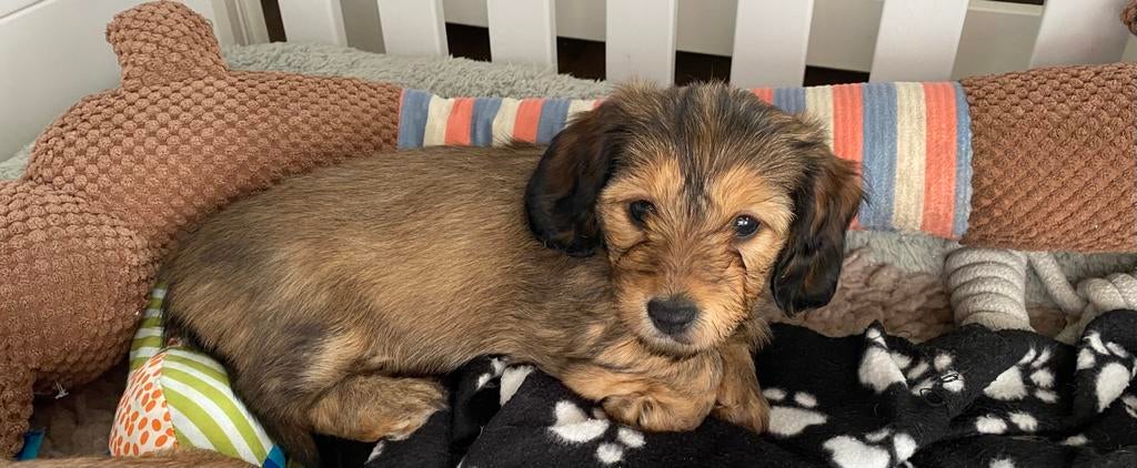 Dwergteckels binnenkort op zoek naar een nieuw huisje, 8 tot 15 weken, Dwerg, Parvo, Meerdere