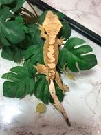 Wimpergekko - Crested gecko - Correlophus ciliatus, Dieren en Toebehoren, Reptielen en Amfibieën, Hagedis, Tam, 0 tot 2 jaar