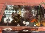Aqarium, Dieren en Toebehoren, Ophalen, Gebruikt, Gevuld zoetwateraquarium