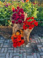 Dahlia knollen, Tuin en Terras, Bloembollen en Zaden, Ophalen, Volle zon, Knol