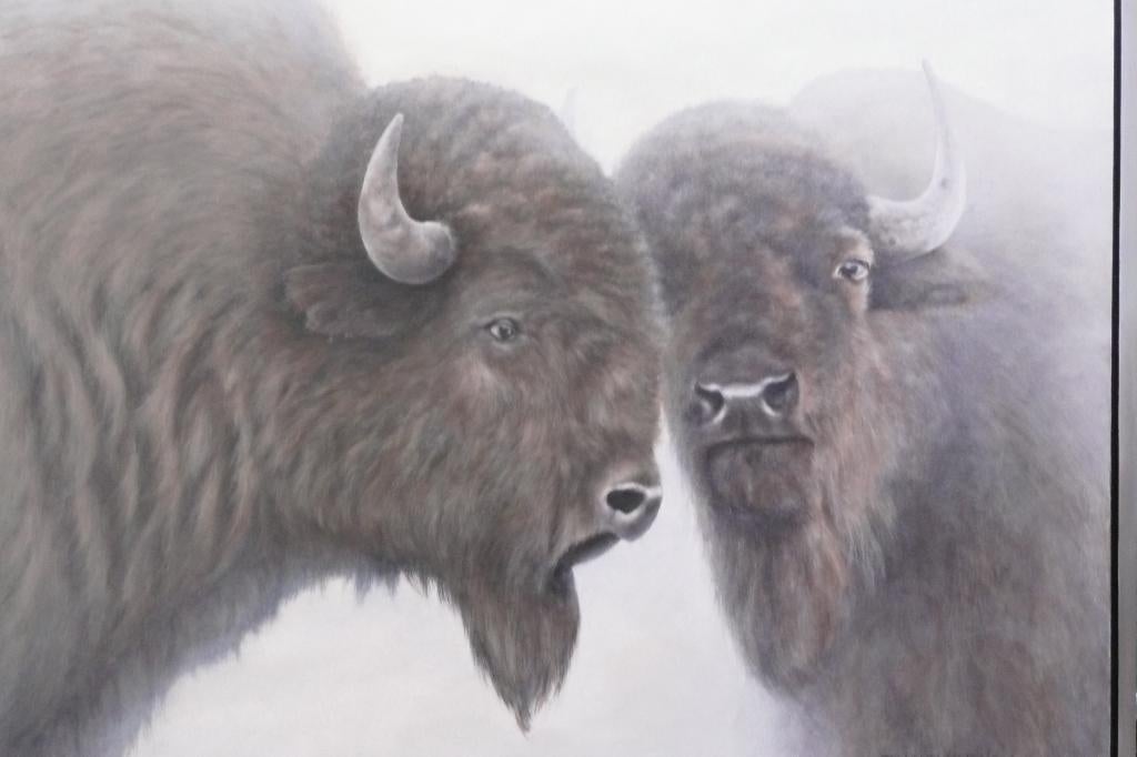 Amerikaanse buffels, Ophalen