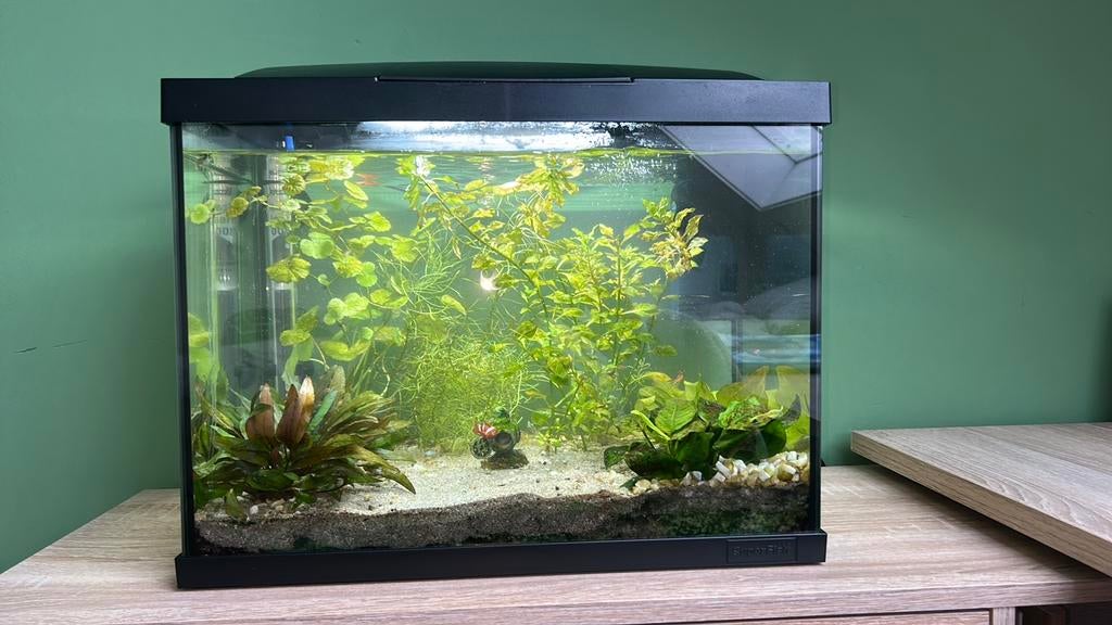 Aquarium met vissen en toebehoren ook voor onderdelen, Ophalen of Verzenden, Gebruikt, Gevuld zoetwateraquarium