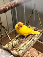 Jonge kakariki’s, Meerdere dieren, Parkiet