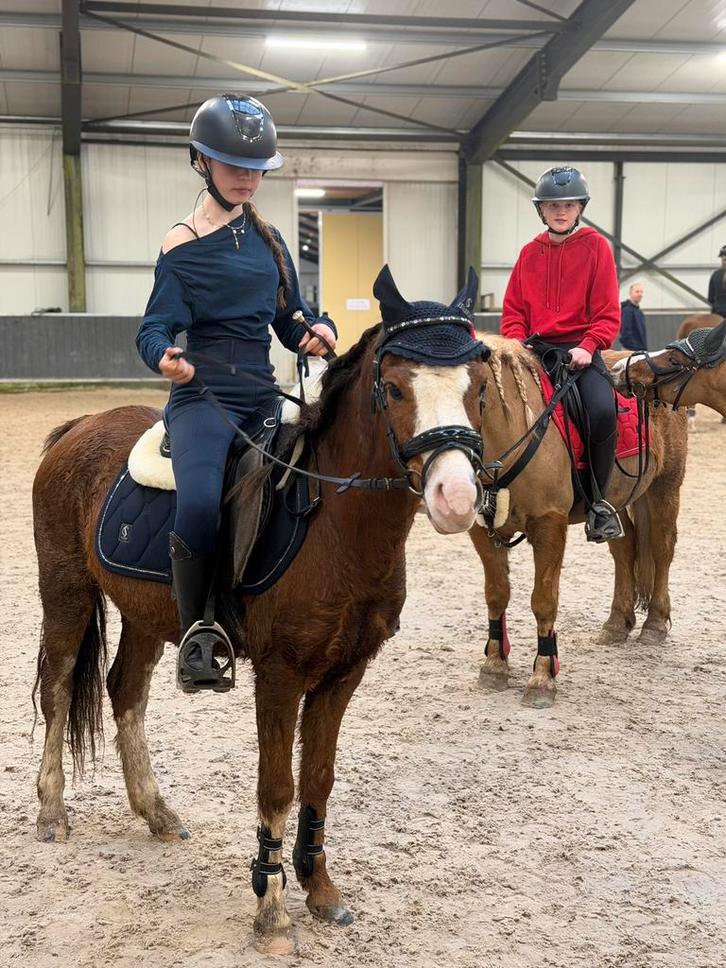 Lieve welsh ruin, Dieren en Toebehoren, Pony's, Ruin, B, C pony (1.27m tot 1.37m), Recreatiepony, 3 tot 6 jaar, Gechipt, Ontwormd