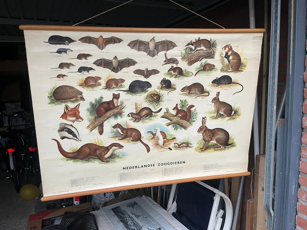 Schoolplaat Nederlandse zoogdieren, Ophalen of Verzenden, Natuur en Biologie