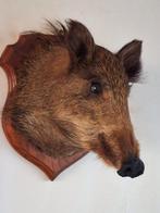 Opgezette Wild zwijn kop jacht trofee antiek art deco, Ophalen of Verzenden