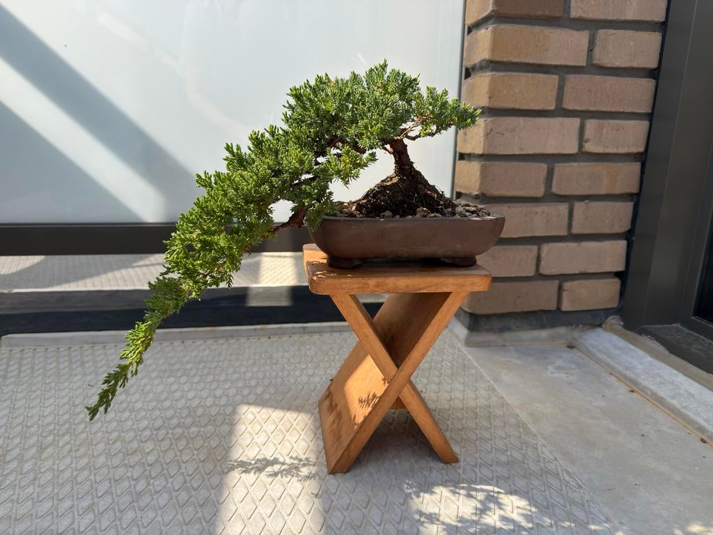 Mooie jeneverbes bonsai met pot, circa 10 jaar oud, Overige soorten, Volle zon, Vaste plant, Ophalen of Verzenden