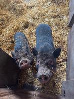 Göttinger minivarkens, Vrouwelijk, Varken, 3 tot 5 jaar