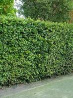 Fagus sylvatica beukenhaag, Ophalen of Verzenden, Beukenhaag, 100 tot 250 cm