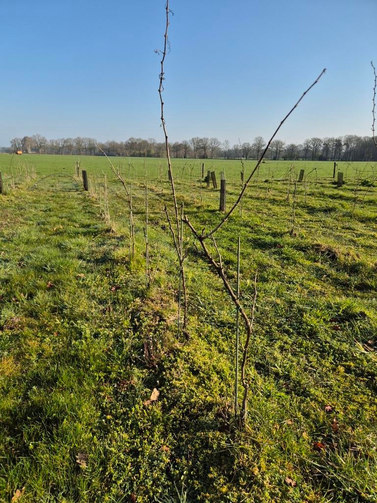 Riesling en Pinot Noir wijnranken, Ophalen, Overige soorten, Volle zon
