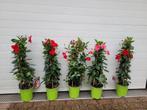 Mandevilla (Dipladenia) - Prachtige Klimplant voor Terras, Tuin en Terras, Ophalen