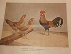 1922, AVICULTURA, PLUIMVEE, KONIJNEN, VOGELS, KATTEN, DUIVEN, Ophalen of Verzenden