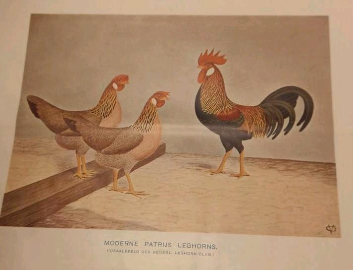 1922, AVICULTURA, PLUIMVEE, KONIJNEN, VOGELS, KATTEN, DUIVEN, Antiek en Kunst, Antiek | Boeken en Bijbels, Ophalen of Verzenden