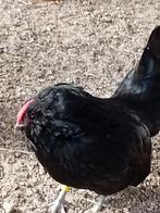 Broedeieren Antwerpse baardkriel, Dieren en Toebehoren, Geslacht onbekend, Kip