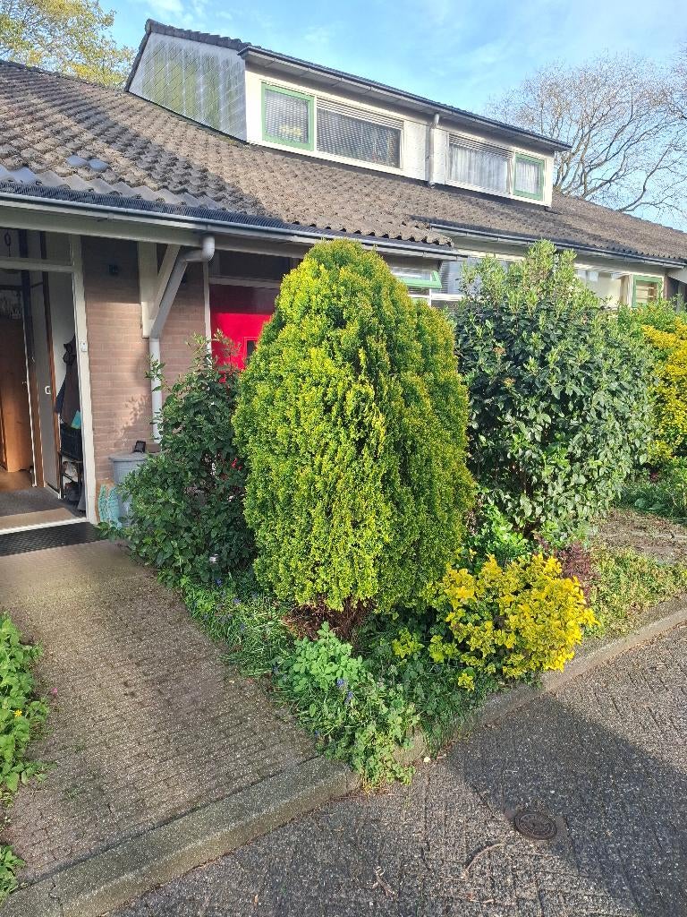 Conifeer - gratis, zelf uitgraven/verplaatsen, Tuin en Terras, Planten | Struiken en Hagen, Ophalen, Conifeer, Haag, 100 tot 250 cm