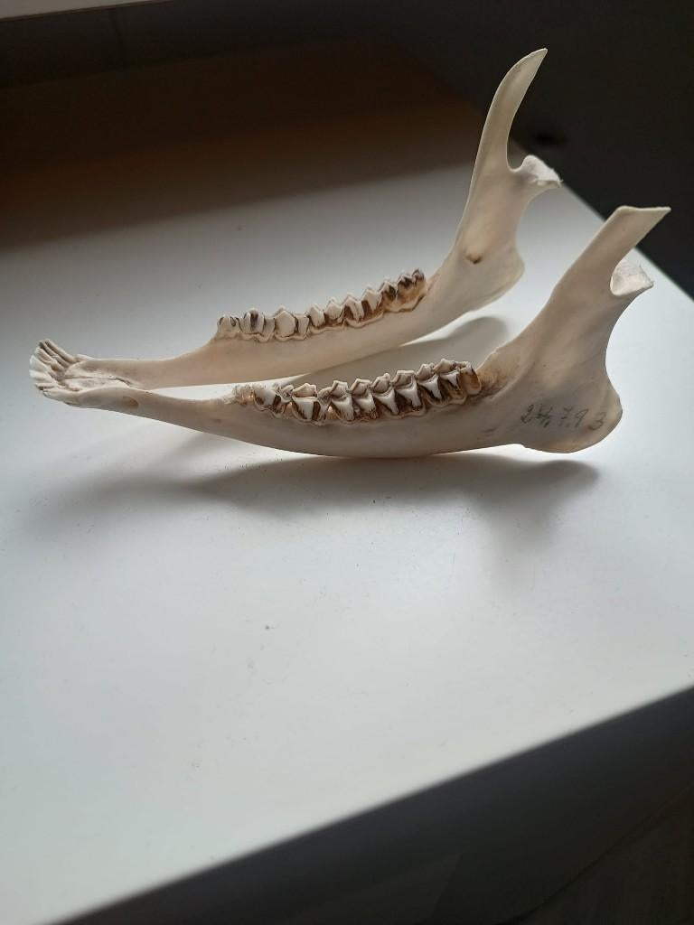 Kaak van een ree, Ophalen, Wild dier, Opgezet dier