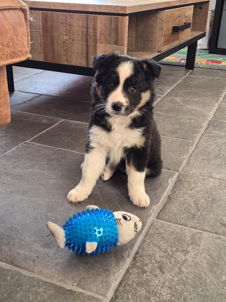 Border collie puppy's, Reu, 8 tot 15 weken, Parvo, Meerdere