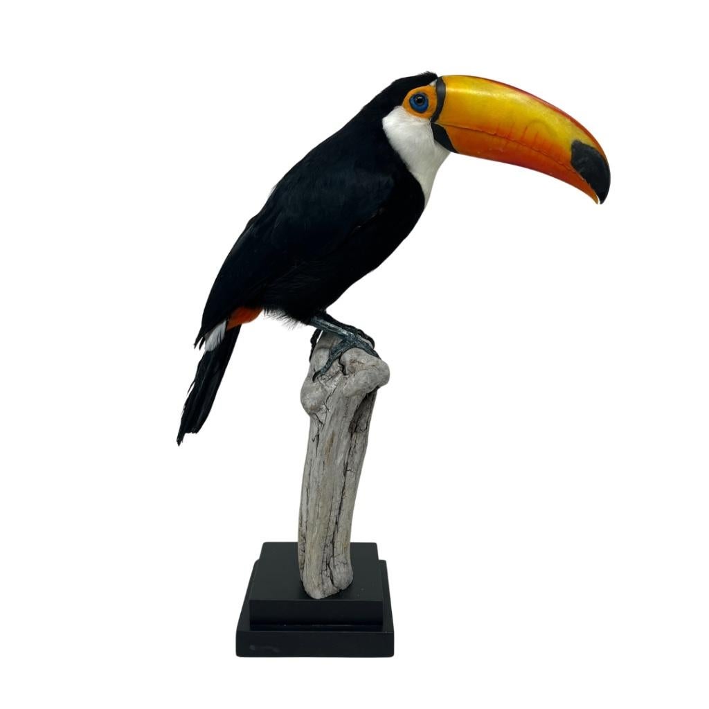 Uniek: Prachtige opgezette toekan te koop!, Verzamelen, Dierenverzamelingen, Ophalen of Verzenden, Nieuw, Vogel, Opgezet dier