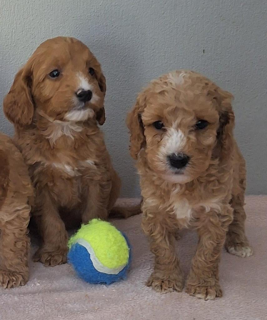 Australian labradoodle pups!!!, Dieren en Toebehoren, Honden | Retrievers, Spaniëls en Waterhonden, Nederland, Overige rassen