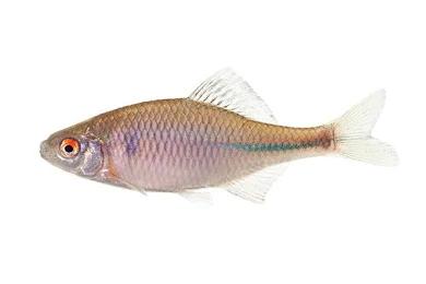 Gezocht: Bittervoorns voor in vijver