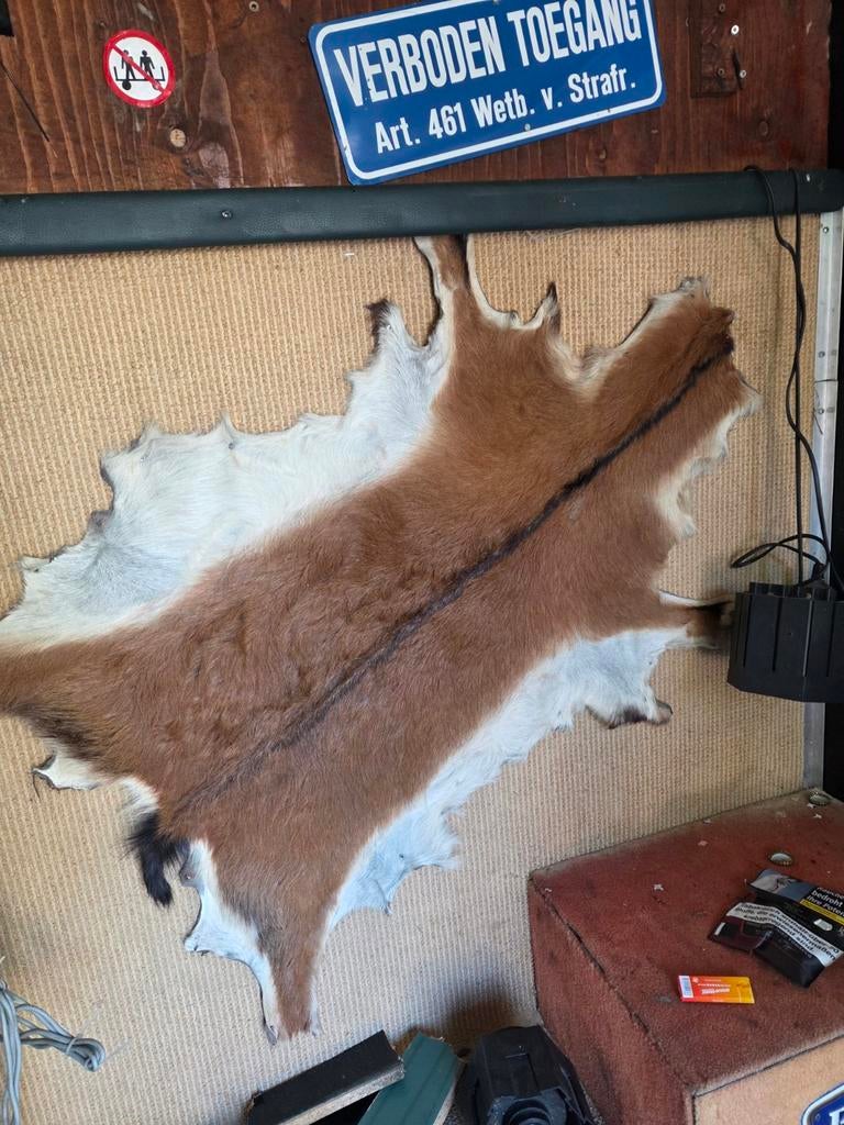 Geitenhuid kleed - Dierenhuid woonaccessoire, Gebruikt, 100 tot 150 cm, Overige vormen, 50 tot 100 cm