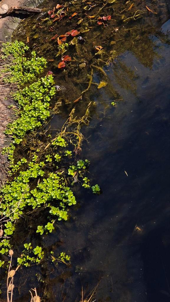 Gevleugeld Sterrenkroos en Waterlelies - Vijverplanten, Tuin en Terras, Vijvers, Gebruikt, Ophalen