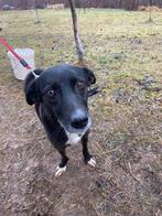 Lieve Helga zoekt een heel lief baasje, Dieren en Toebehoren, Honden | Niet-rashonden, 6 jaar of ouder, Particulier, Buitenland