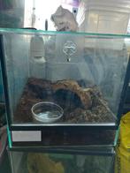 Terraria, Ophalen, Gebruikt, Terrarium of Paludarium