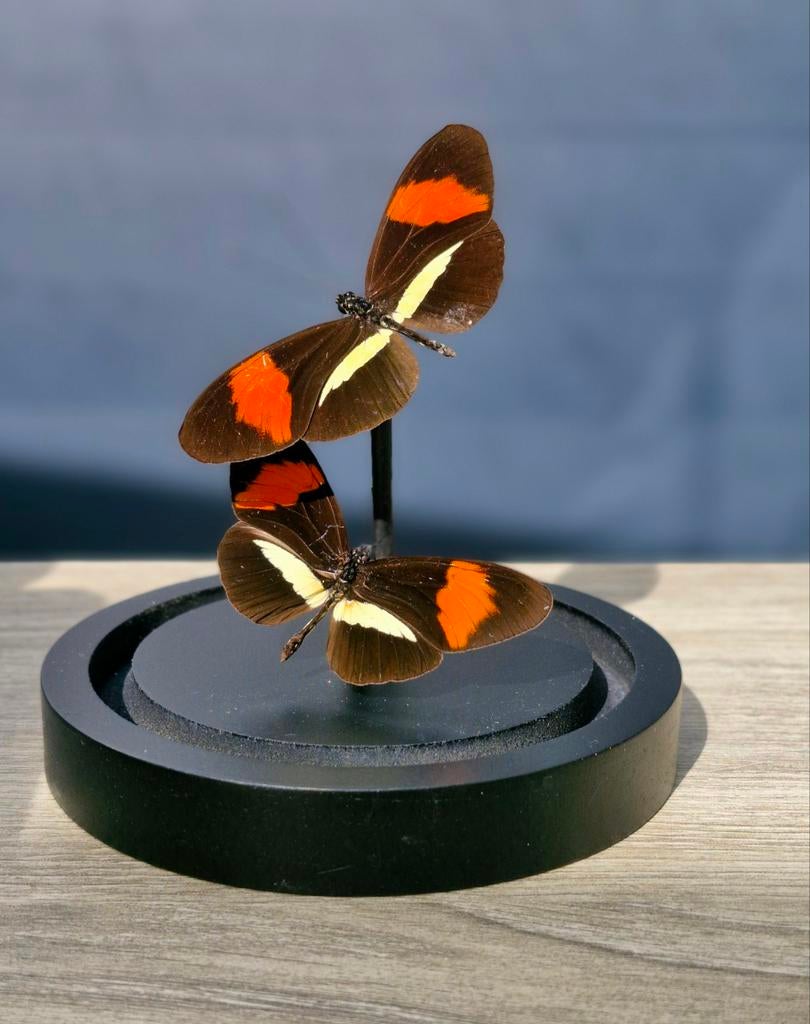 Opgezette vlinders,  stolp,  taxidermie, Ophalen of Verzenden, Nieuw, Insect, Opgezet dier