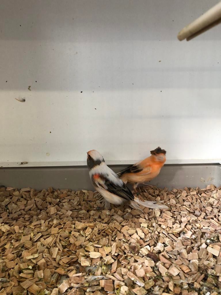 Harlekijn kanaries, Dieren en Toebehoren, Vogels | Kanaries, Meerdere dieren, Kleurkanarie