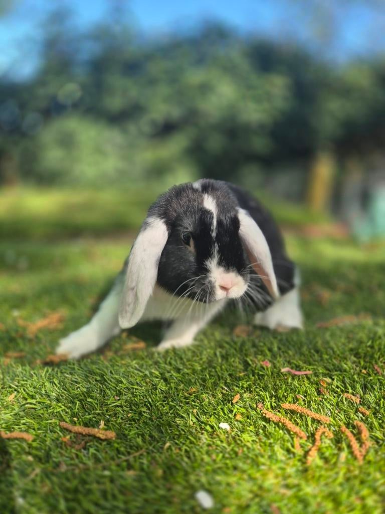 Nog één schattig rammetje van 12 wkn beschikbaar!, Dieren en Toebehoren, Meerdere dieren, Dwerg, Hangoor