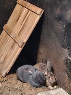 Een mooi blauwe Duitse reus Ram voor je voedsters, Dieren en Toebehoren, Konijnen, Mannelijk, Groot