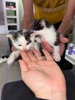 Kittens, Dieren en Toebehoren, Katten en Kittens | Overige Katten, Meerdere dieren