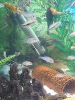 Chiclide jonkys 1.5cm groot a 1 euro, Dieren en Toebehoren, Vissen | Aquariumvissen, Vis