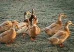 Enkele Woerden van de Saksen eend, Dieren en Toebehoren, Mannelijk, Eend