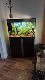 Ciano aquarium compleet te koop, Dieren en Toebehoren, Vissen | Aquaria en Toebehoren, Ophalen, Zo goed als nieuw, Gevuld zoetwateraquarium