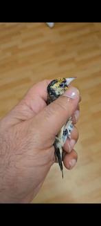 parva peuter man geel van 2025, Dieren en Toebehoren, Vogels | Overige Vogels, Mannelijk