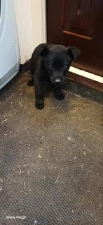 Mechelse herder keer hollandse pups, Dieren en Toebehoren, Honden | Herdershonden en Veedrijvers, CDV (hondenziekte), 8 tot 15 weken