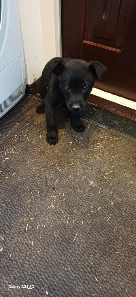 Mechelse herder keer hollandse pups, Dieren en Toebehoren, Honden | Herdershonden en Veedrijvers, Teef, Herder, Particulier, Meerdere