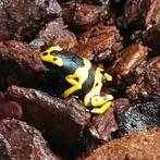 Dendrobates leucomela, Dieren en Toebehoren, Reptielen en Amfibieën, Amfibie, 0 tot 2 jaar