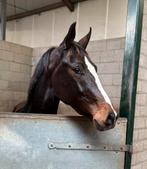 Gave Jameson RS2 x Johnson!, Dieren en Toebehoren, Paarden, Merrie, Gechipt, Dressuurpaard, 0 tot 2 jaar