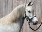Prachtige Welsh-A merrie met toppapier!, Dieren en Toebehoren, Pony's, Merrie, Gechipt, A pony (tot 1.17m), 3 tot 6 jaar