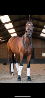 ️Ter lease aangeboden️, Dieren en Toebehoren, Ophalen of Verzenden